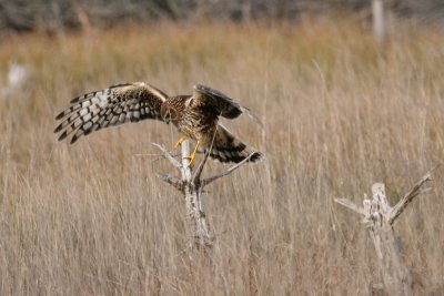 Redtail Hawk