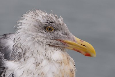 Bad Hair Day