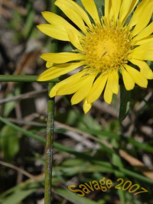 Yellow  Cross