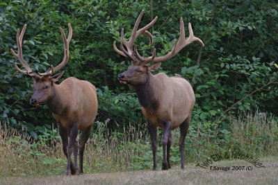 Elk 2 of them