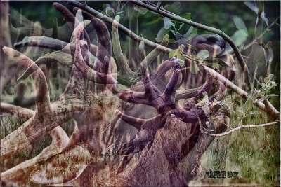 Elk Blur