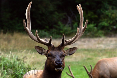 Elk Grazing