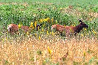 Adolescent Elk