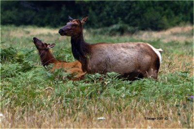 Elk Mother & Child