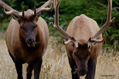 Couple of Elk Grazin head on shot