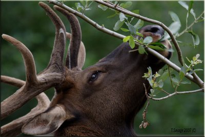 Elk looking for greens in tree