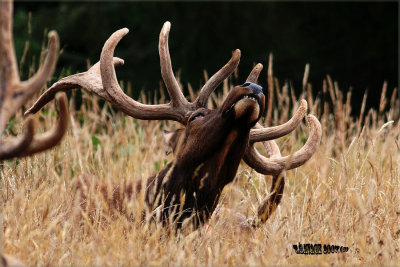 Elk Neck Stregthening Exercises