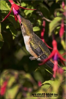 Hummingbirds Only 21 Grams