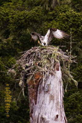 Osprey Nest Building