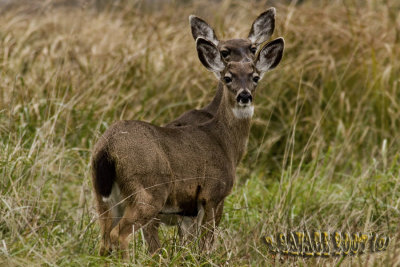 Coastal Deer