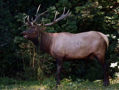 Elk - Male