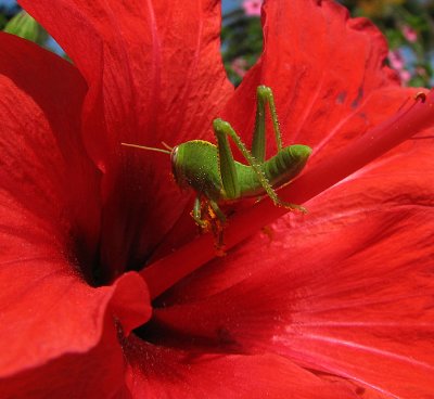 Green Cricket on a Hibiscus Flower