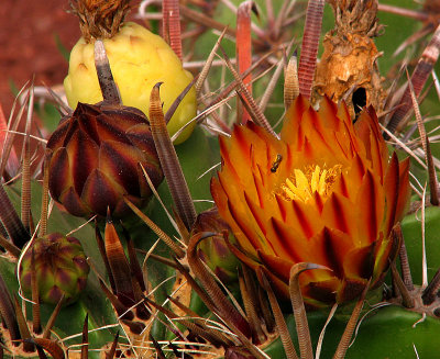 Cactus Flower