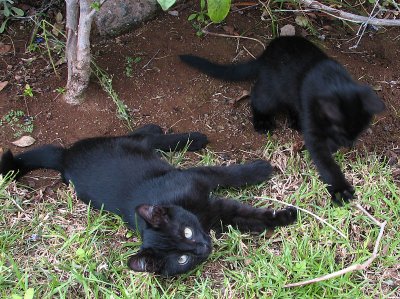 hotel kittens
