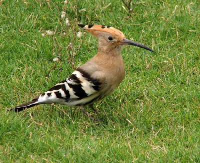 Hoopoe