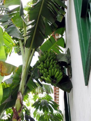 bananas in the garden