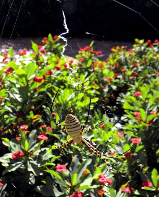 large spider (underneath)
