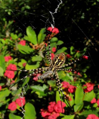 large spider