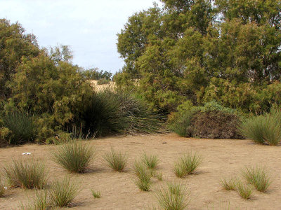 lizards were in this area