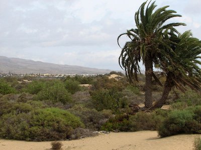 maspalomas dunes