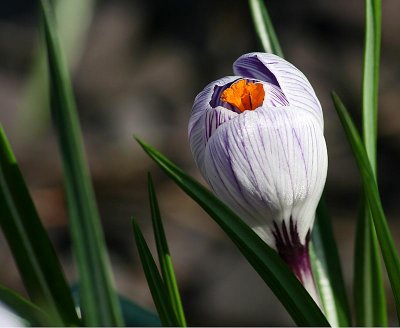 Crocus about to open