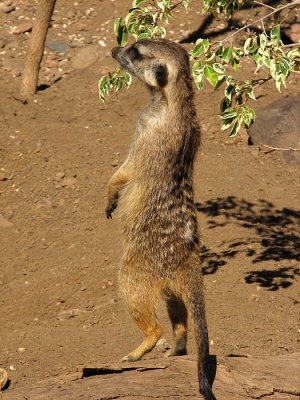 Meerkat