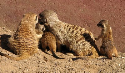 Meerkat Family