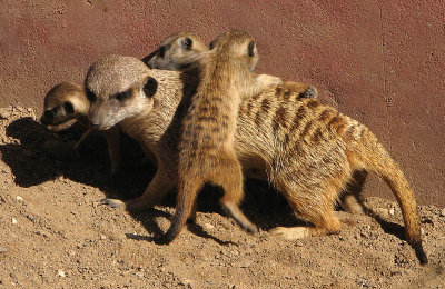 Meerkat Family
