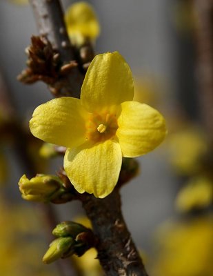 Forsythia Flower