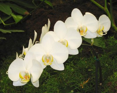 Orchids