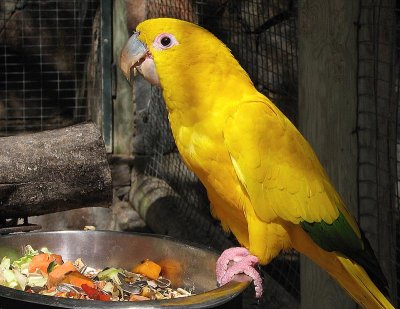 Golden Conure