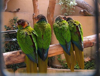 Blue Throated Conures