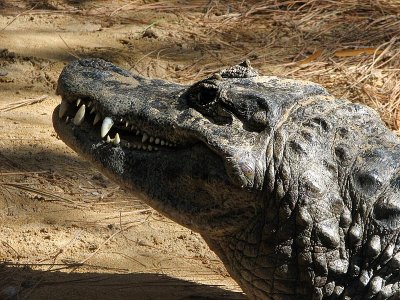 Alligator