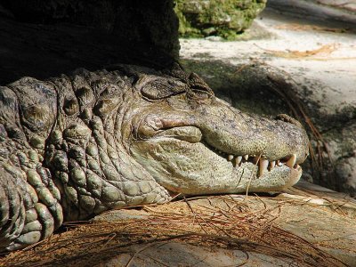Alligator
