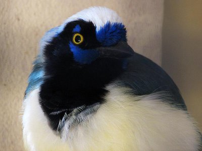 Unknown Bird!