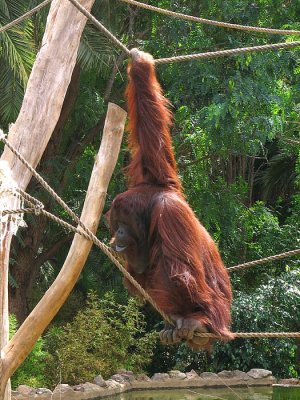 Orang Utan