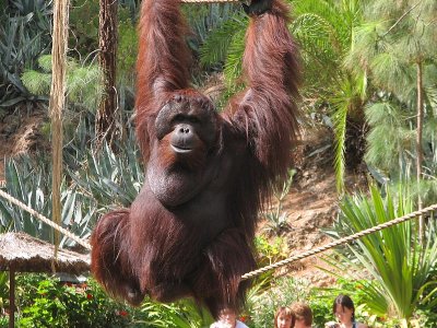 Orang Utan