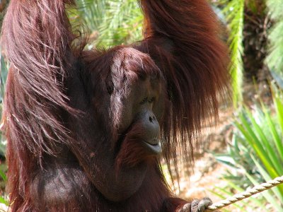 Orang Utan