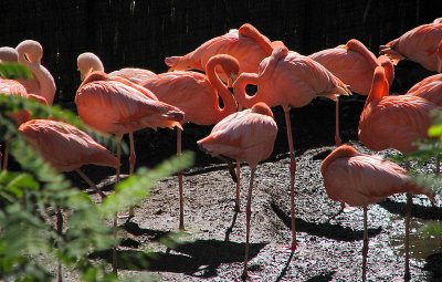 Pink Flamingos