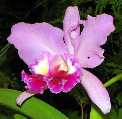 Orchid
