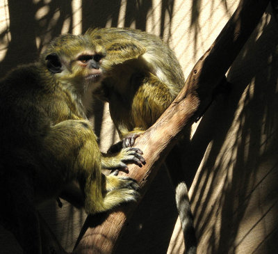 Monkeys