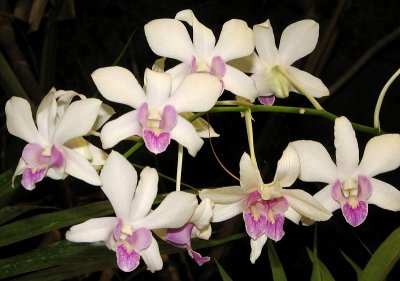 Orchids