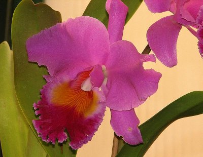 Orchid