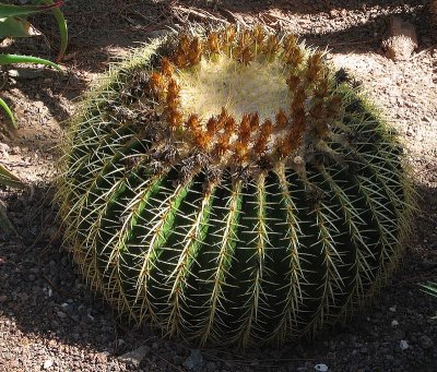 Cactus