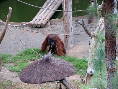 Orang Utan