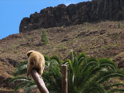 Gibbon