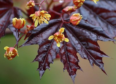 Acer Flowers
