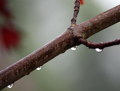 Acer Tree