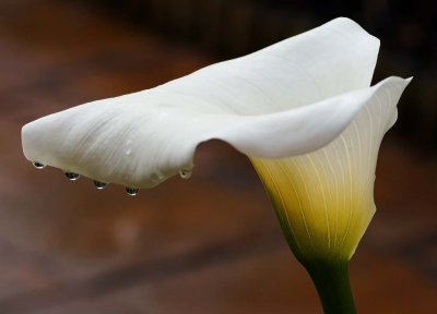 Arum Lily in the Rain