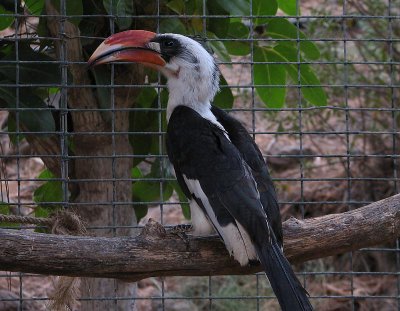 Toucan